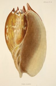 Veluta Georgina, da The Mollusca and Radiata, pub. 1833 da English School