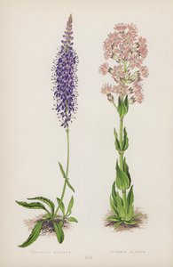 Veronica Spicata; Lychnis Alpina da English School