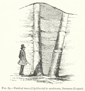 Alberi verticali, Sigillaria, in arenaria, Swansea, Logan (incisione) da English School