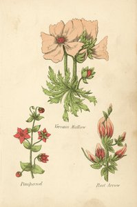 Malva verbena, pimpinella, freccia del riposo da English School