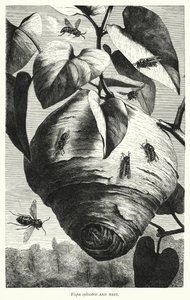 Vespa sylvestris e nido (incisione)