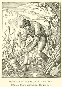 Vignaiolo del XVI secolo da English School