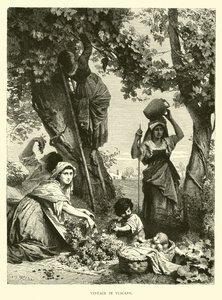 Vendemmia in Toscana