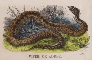 Vipera o adder