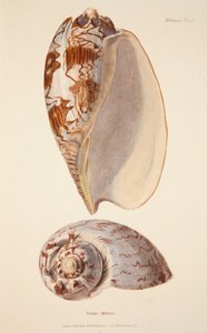 Voluta Miltonis, incisione colorata a mano