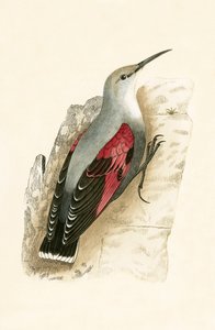 Rampichino, illustrazione da 