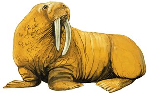 Tricheco