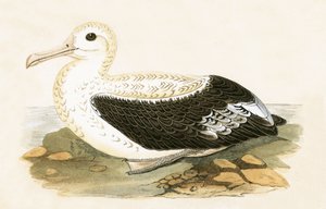 Albatros errante, illustrazione da 