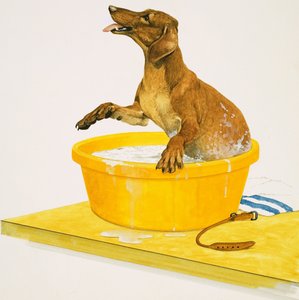 Lavare il cane