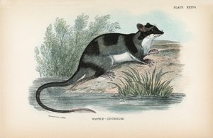 Opossum d