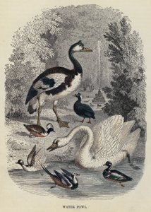 Uccelli acquatici (incisione) da English School