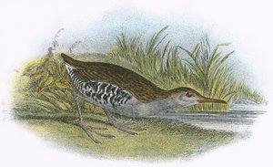 Rallo acquatico