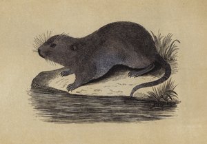 Ratto d