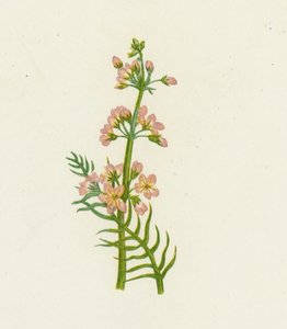 Violetta d