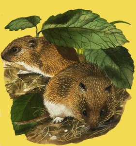 Arvicole d