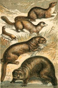 Donnola, zibellino, martora, lontra e lontra marina da English School