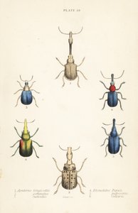 Punteruoli: Attelabus longicollis 1, Attelabus gemmatus 2, Attelabus ruficollis 3, Byctiscus populi 4, Rhycnhites pubescens 5, e Rhynchites collaris 6 da English School