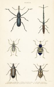 Punteruoli: Brentus ancharago 1, Rhina barbirostris 2, Curculio cuviera 3, Eupholus geoffroyi 4, Larinus ursus 5 e Curculio sphacelatus 6