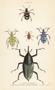 Weevils e scarabei: Curculio latreillii, Curculio sexdecempunctatus, Trichaptus mutillarius, Pissodes castaneus e Calandra heros