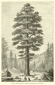 Wellingtonia (Sequoia) gigantea della California da English School