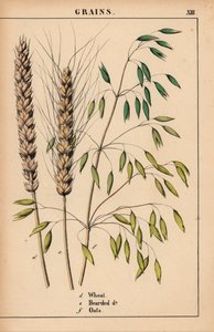 Grano, grano barbuto e avena, da 