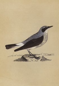 Culbianco