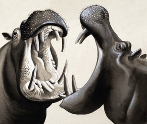 Quando gli ippopotami attaccano! da English School