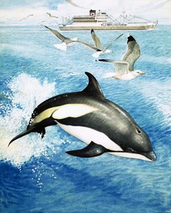 Delfino dai fianchi bianchi che salta tra le onde