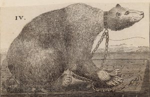 Orso Bianco esposto da Mr Bodys, Mulberry Garden da English School
