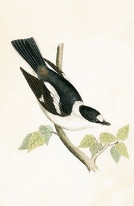 Balia dal collare bianco, illustrazione da 