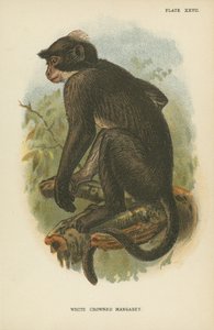 Il Mangabey dalla Corona Bianca da English School