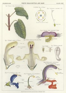 Falsa Ortica Bianca e Salvia