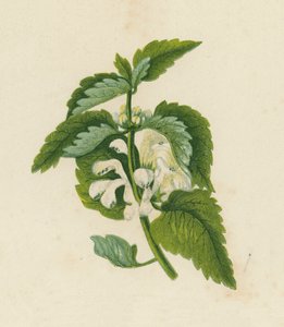 Ortica Bianca, Lamium Album