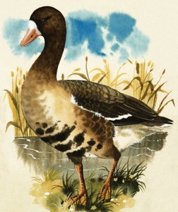 Oca Frontale Bianca