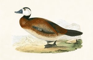 Anatra dalla testa bianca, illustrazione da 