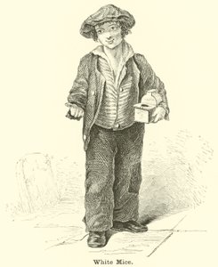Topi bianchi