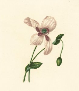 Papavero bianco, Papaver Somniferum