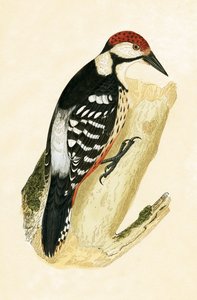Picchio dal groppone bianco, illustrazione da 