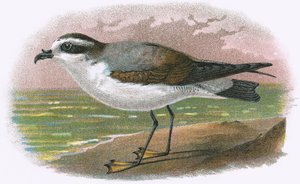 Petrello dal ventre bianco