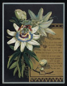 Fiore della passione bianco, biglietto di auguri di Natale
