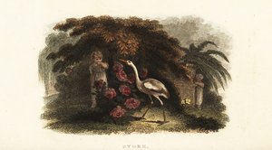 Cicogna bianca, Ciconia ciconia, che gioca a nascondino con i bambini in un giardino
