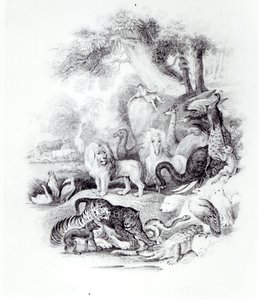 Animali selvatici da 