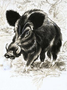 Cinghiale