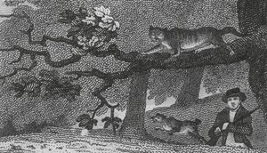 Gatto Selvatico da English School