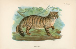 Gatto Selvatico da English School