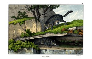 Gatto Selvatico