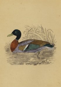 Anatra selvatica