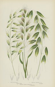 Erba Avena Selvatica, Erba Avena a Punte Setolose, Erba Avena Perennante a Foglie Strette da English School