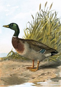 Anatra selvatica o Germano reale