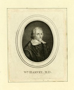 William Harvey da English School